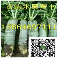 濰縣蘿卜種植基地圖片/濰縣蘿卜種植基地樣板圖 (1)