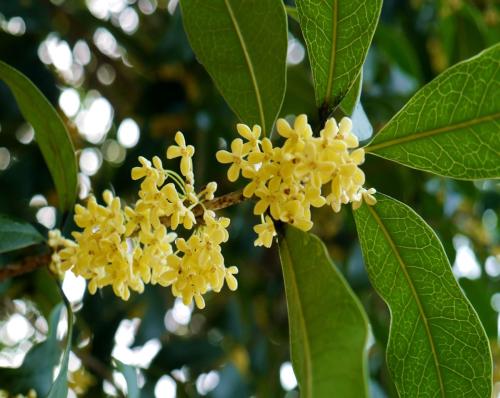 桂花浙江桂花哪家好卖浙江桂花价格浙江桂花厂家浙江桂花供应商供应浙江桂花浙江桂花电话浙江桂花报价浙江桂花直销图片