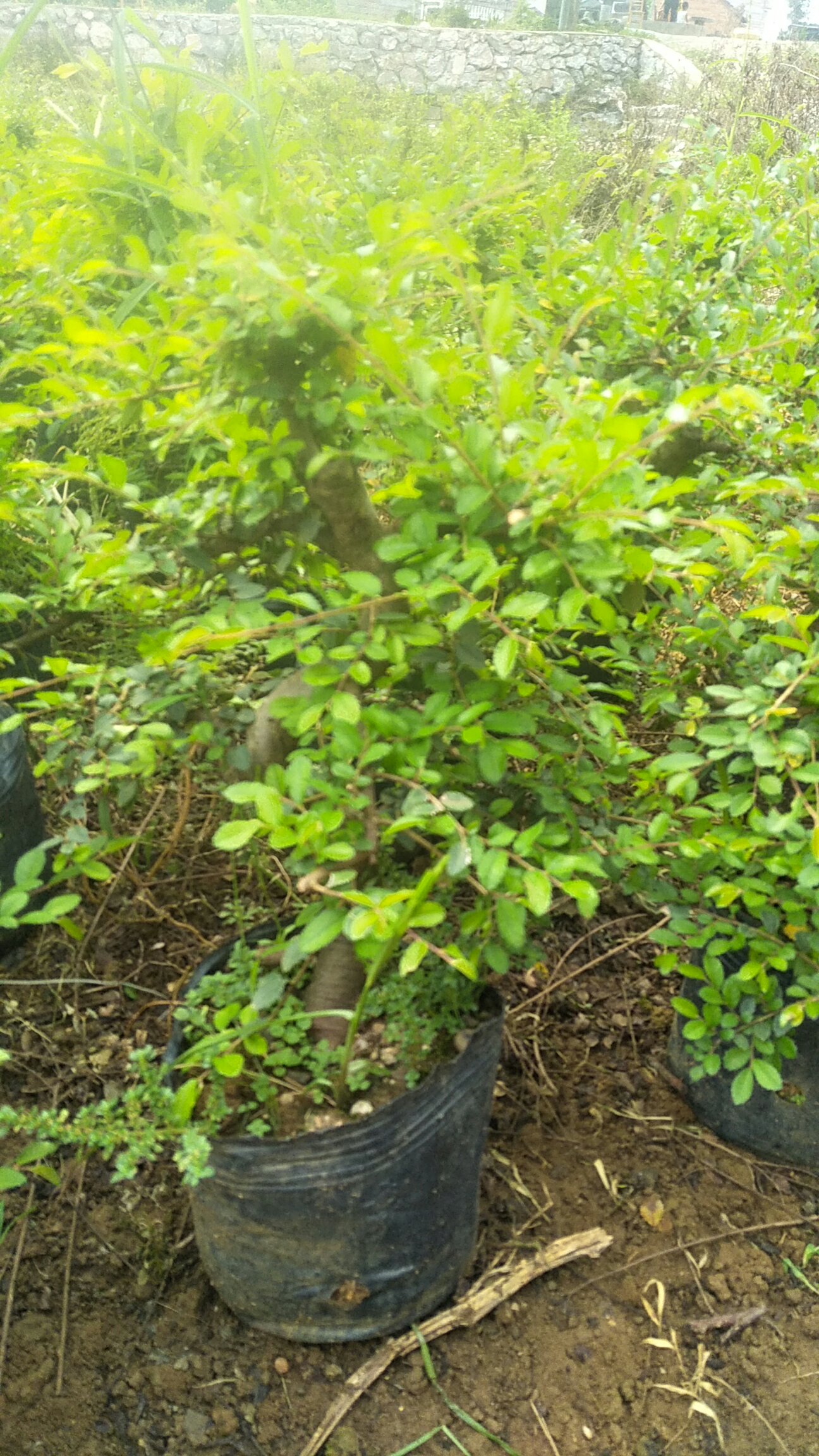 造型榆树 花卉盆栽基地直供小盆景提根造型植物榆树图片