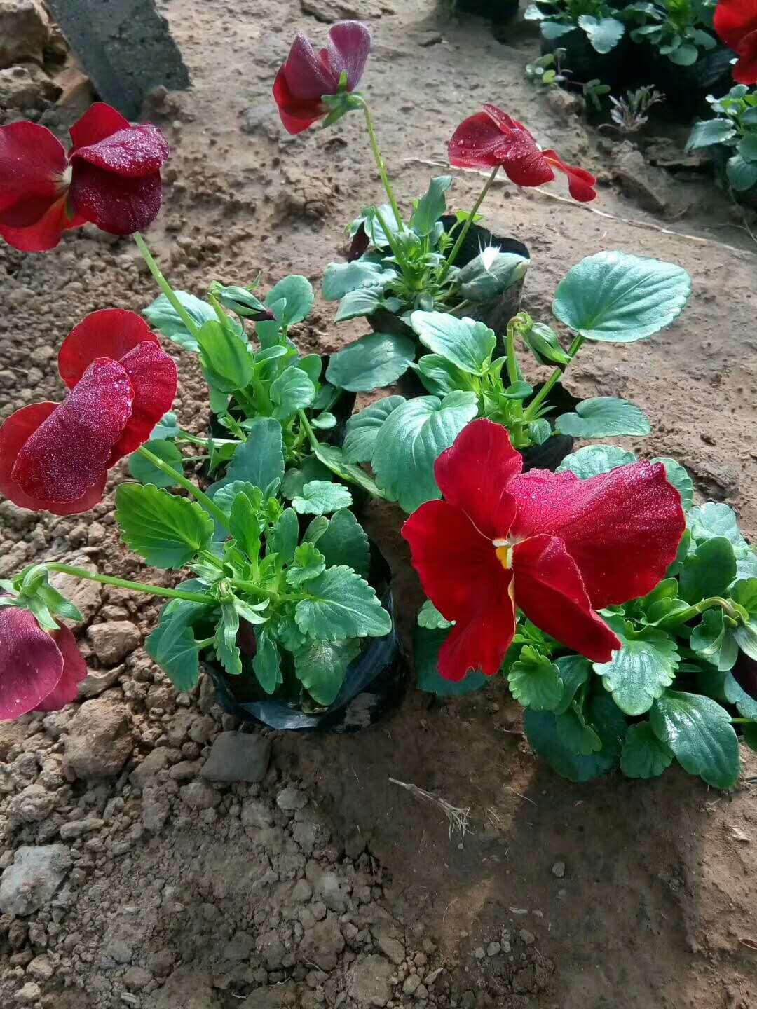 花卉租擺圖片/花卉租擺樣板圖 (1)