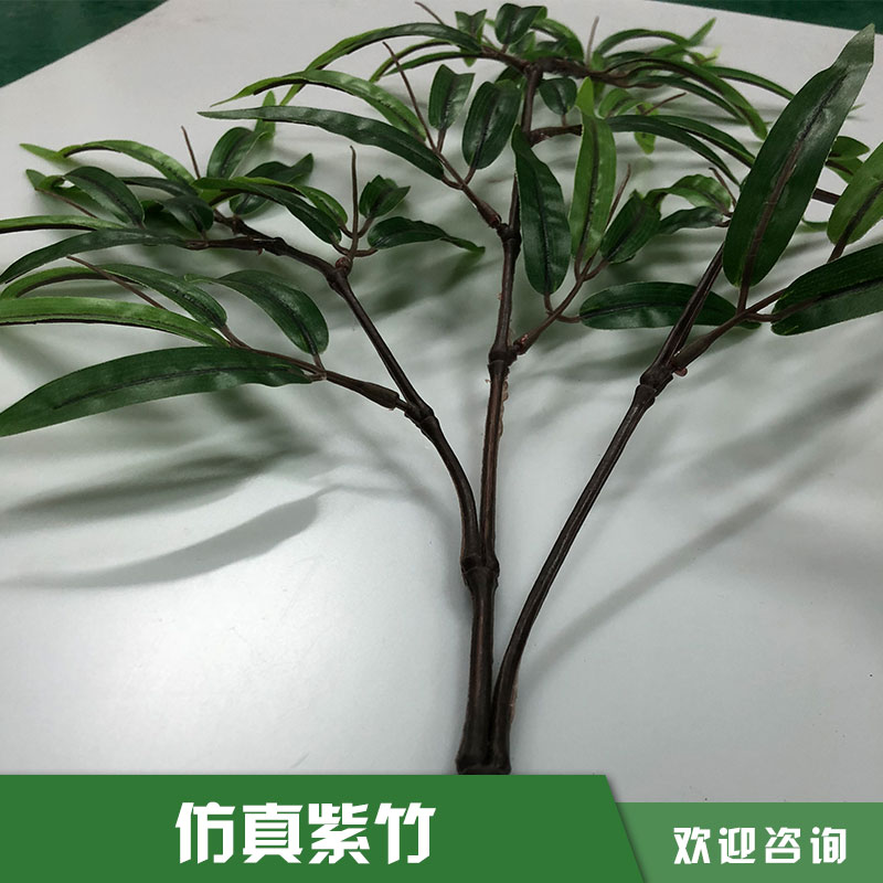 紫竹圖片/紫竹樣板圖 (1)