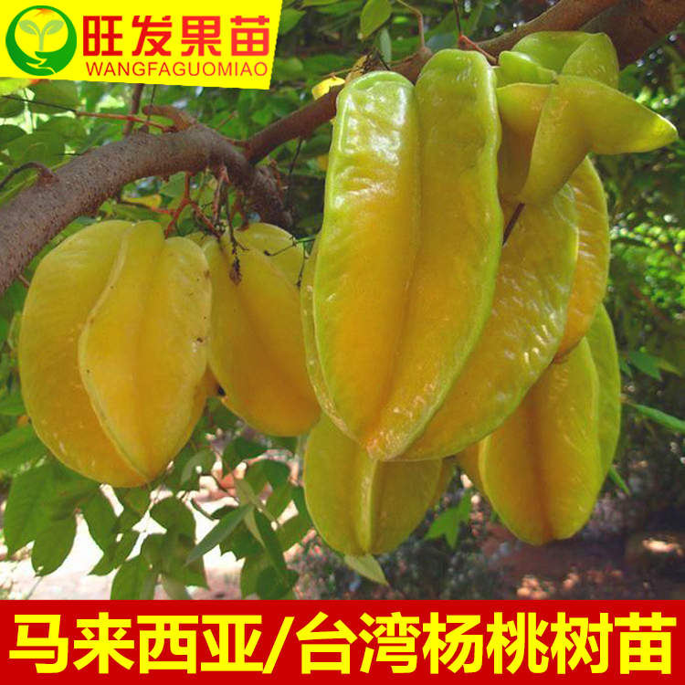 嫁接苗圖片/嫁接苗樣板圖 (4)