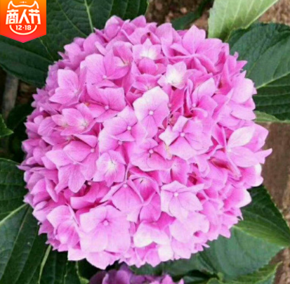 繡球大苗報(bào)價(jià) 廠家繡球大苗批發(fā) 廠家繡球大苗直銷 廠家繡球大苗直銷
