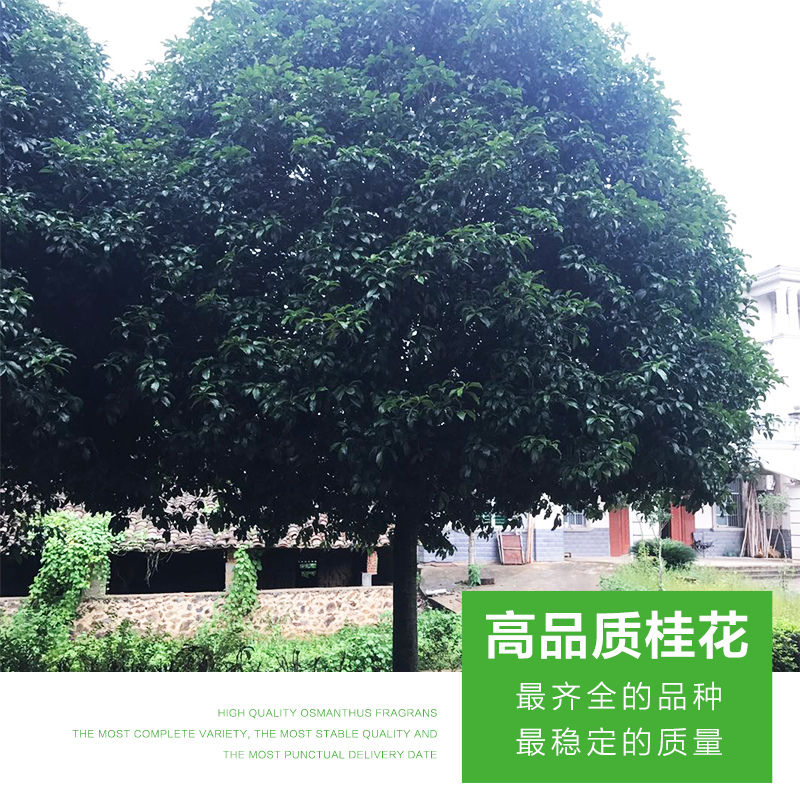 桂花圖片/桂花樣板圖 (4)