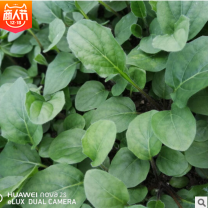 非洲菊?qǐng)D片/非洲菊樣板圖 (2)