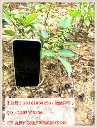 花椒苗圖片/花椒苗樣板圖 (2)
