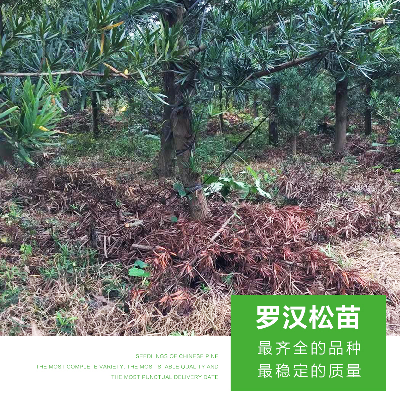 羅漢松苗圖片/羅漢松苗樣板圖 (2)