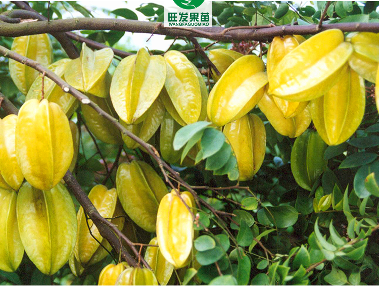 臺(tái)灣四季紅楊桃苗嫁接苗 果大肉厚超甜無(wú)渣蜜味盆栽地栽  馬來(lái)西亞臺(tái)灣四季楊桃苗