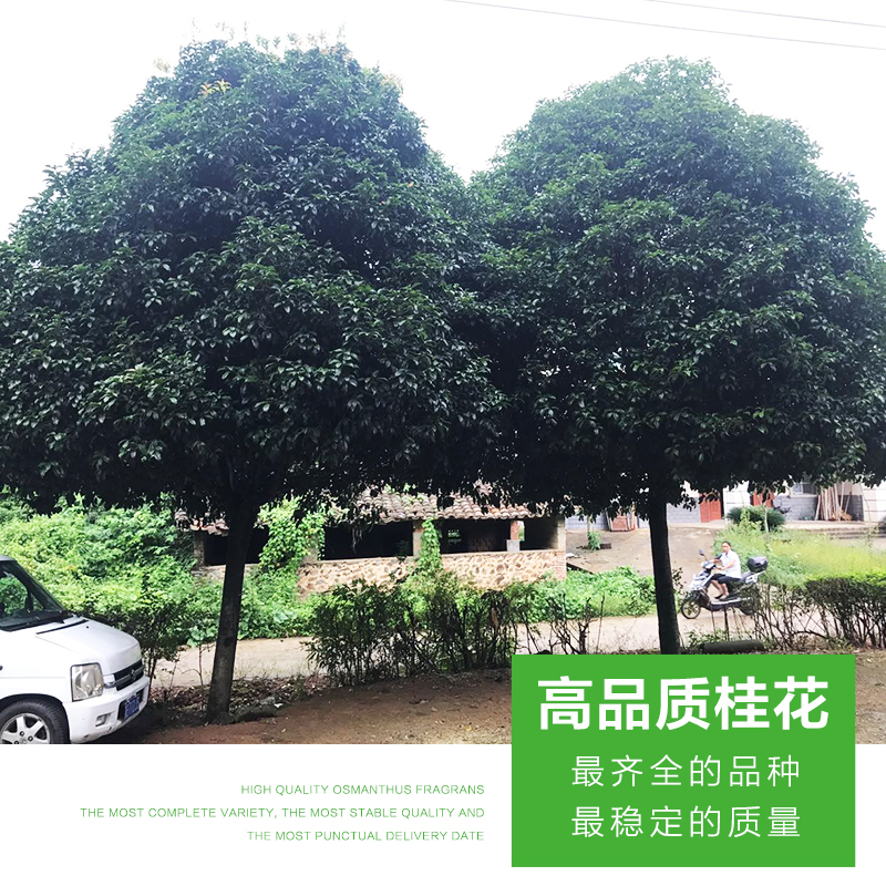 桂花圖片/桂花樣板圖 (3)