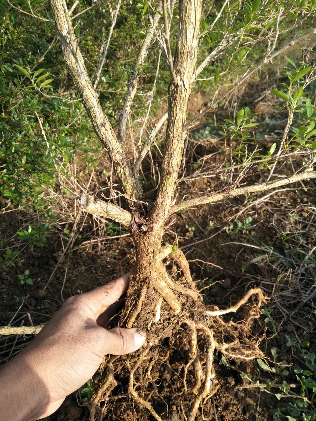 六月 雪 土球好 冠幅好 花灌木 地被 球類 色塊類 草花類 綠化苗木