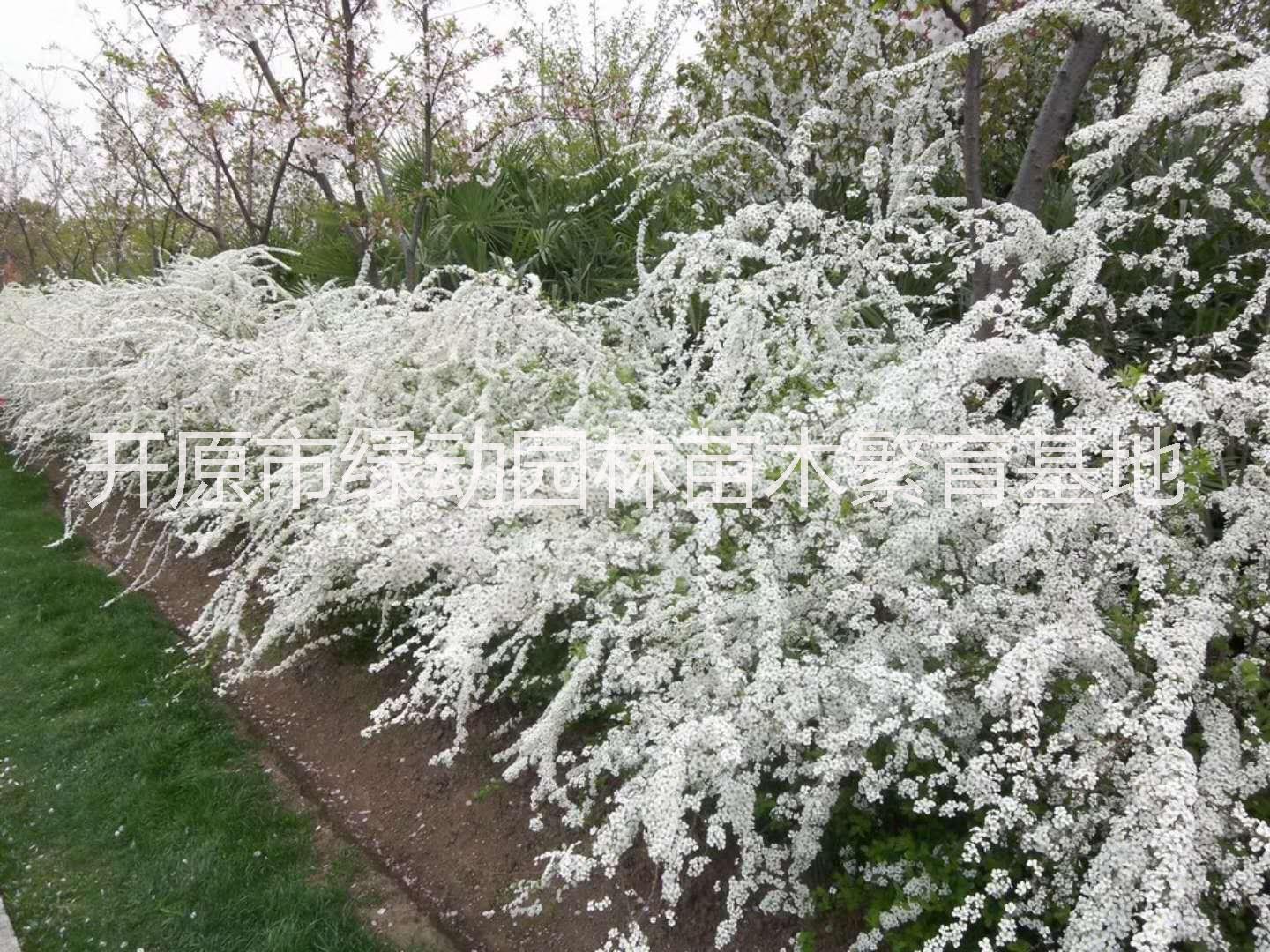 噴雪花圖片/噴雪花樣板圖 (1)