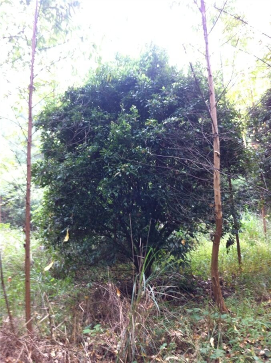 楊梅圖片/楊梅樣板圖 (3)