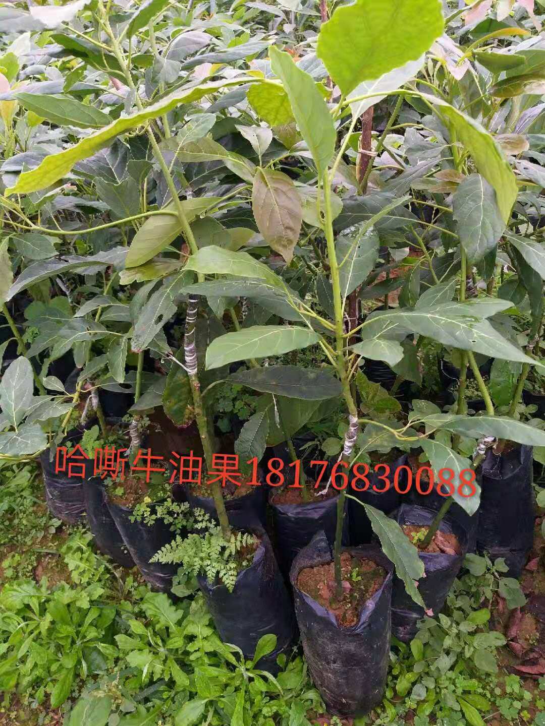 牛油果苗圖片/牛油果苗樣板圖 (3)