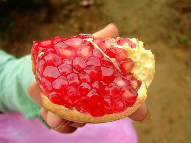 軟籽石榴，軟籽石榴苗價(jià)格，嫁接軟籽榴，軟籽石榴苗，軟籽石榴苗批發(fā)