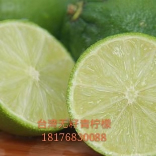 檸檬苗圖片/檸檬苗樣板圖 (2)