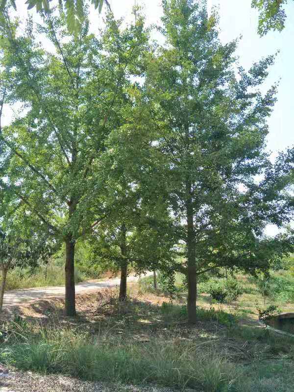 銀杏樹苗圖片/銀杏樹苗樣板圖 (4)