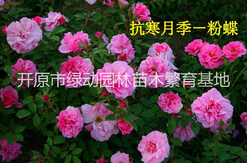 抗寒月季粉蝶玫瑰花抗寒月季薔薇花多季開花庭院陽(yáng)臺(tái)盆栽植物花卉