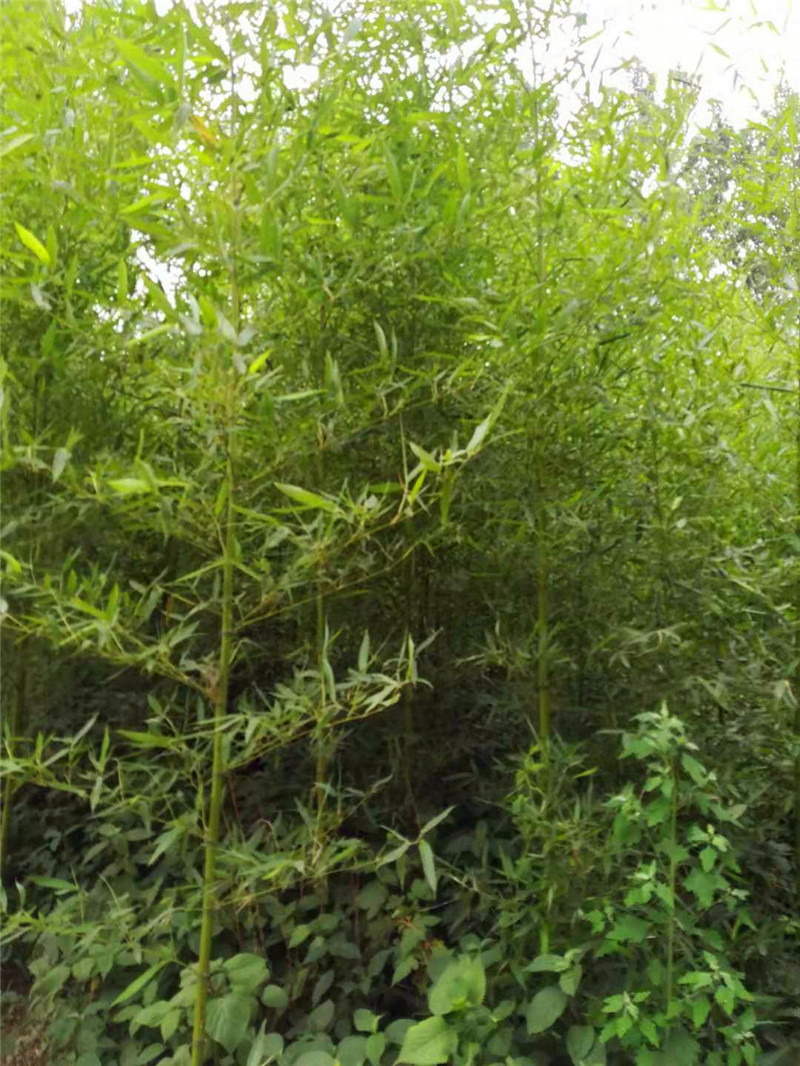 河南駐馬店圖片/河南駐馬店樣板圖 (1)