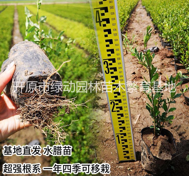 水臘苗基地直銷水蠟苗園林綠化工程行道灌木綠籬苗四季常青