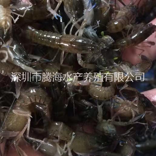 澳洲龍蝦圖片/澳洲龍蝦樣板圖 (3)