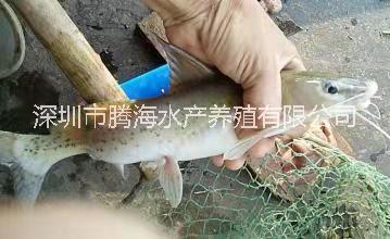 刺鰍圖片/刺鰍樣板圖 (1)