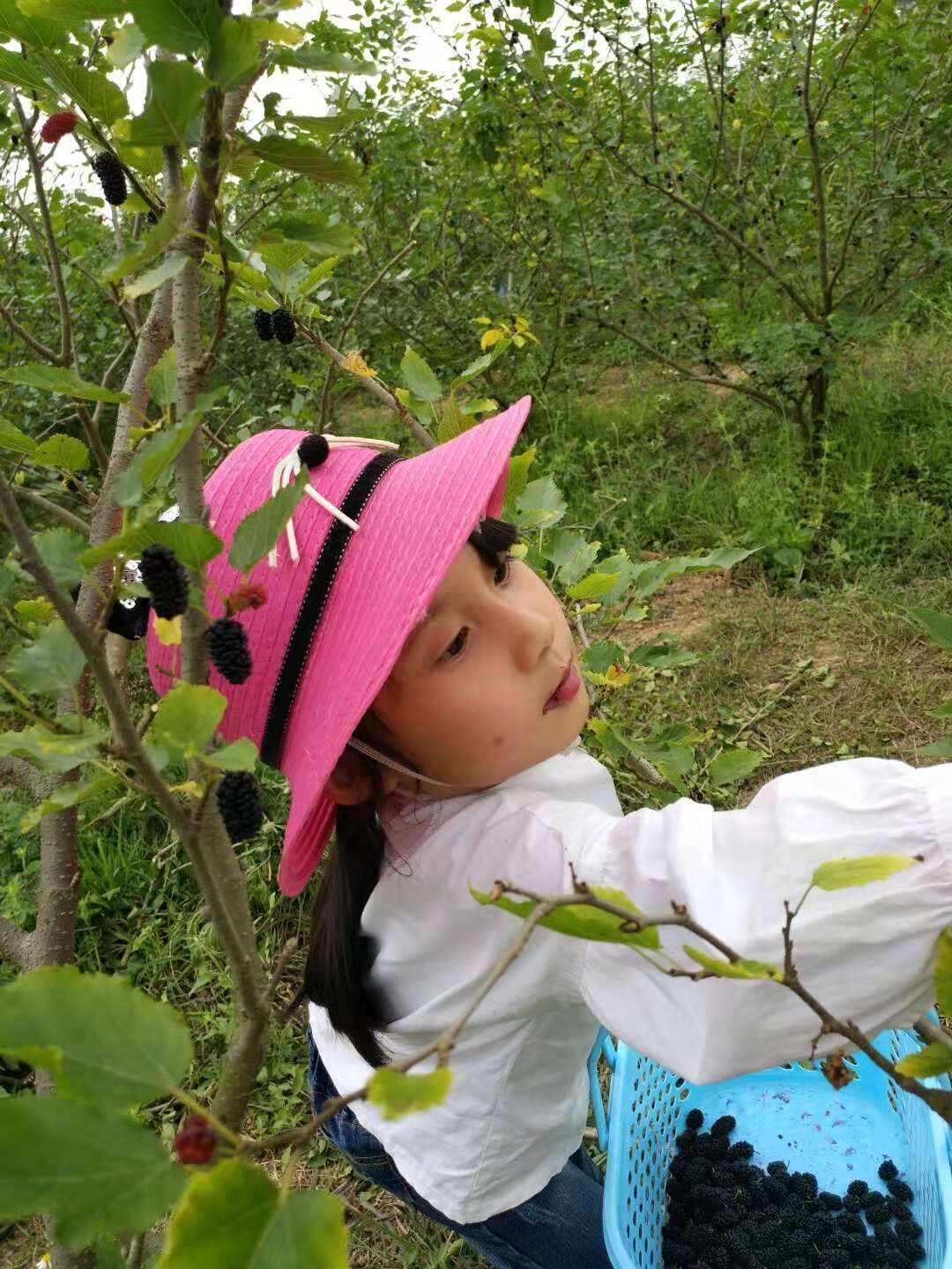 桑果圖片/桑果樣板圖 (4)