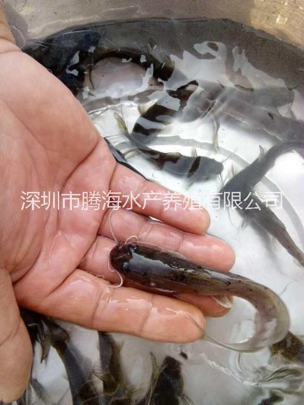 刺鰍圖片/刺鰍樣板圖 (3)