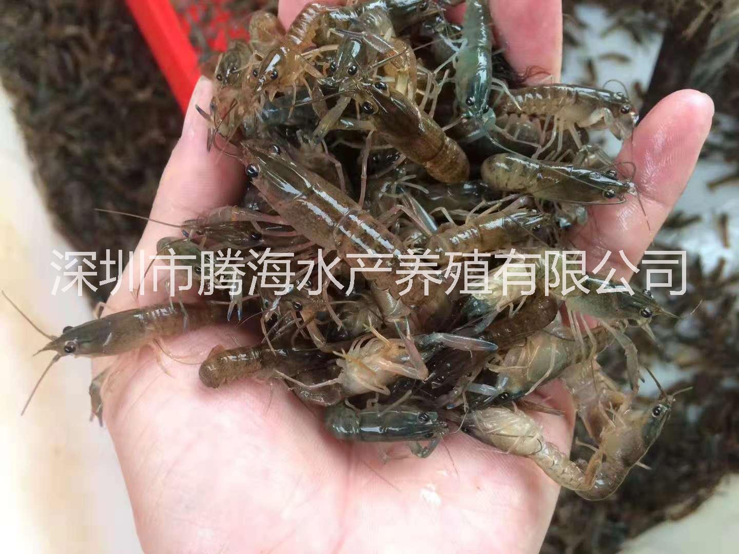 澳洲龍蝦圖片/澳洲龍蝦樣板圖 (2)