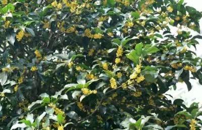 桂花樹苗圖片/桂花樹苗樣板圖 (3)