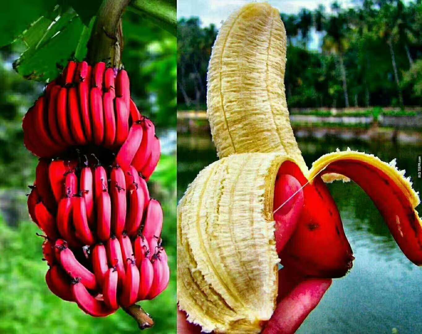 香蕉苗圖片/香蕉苗樣板圖 (2)