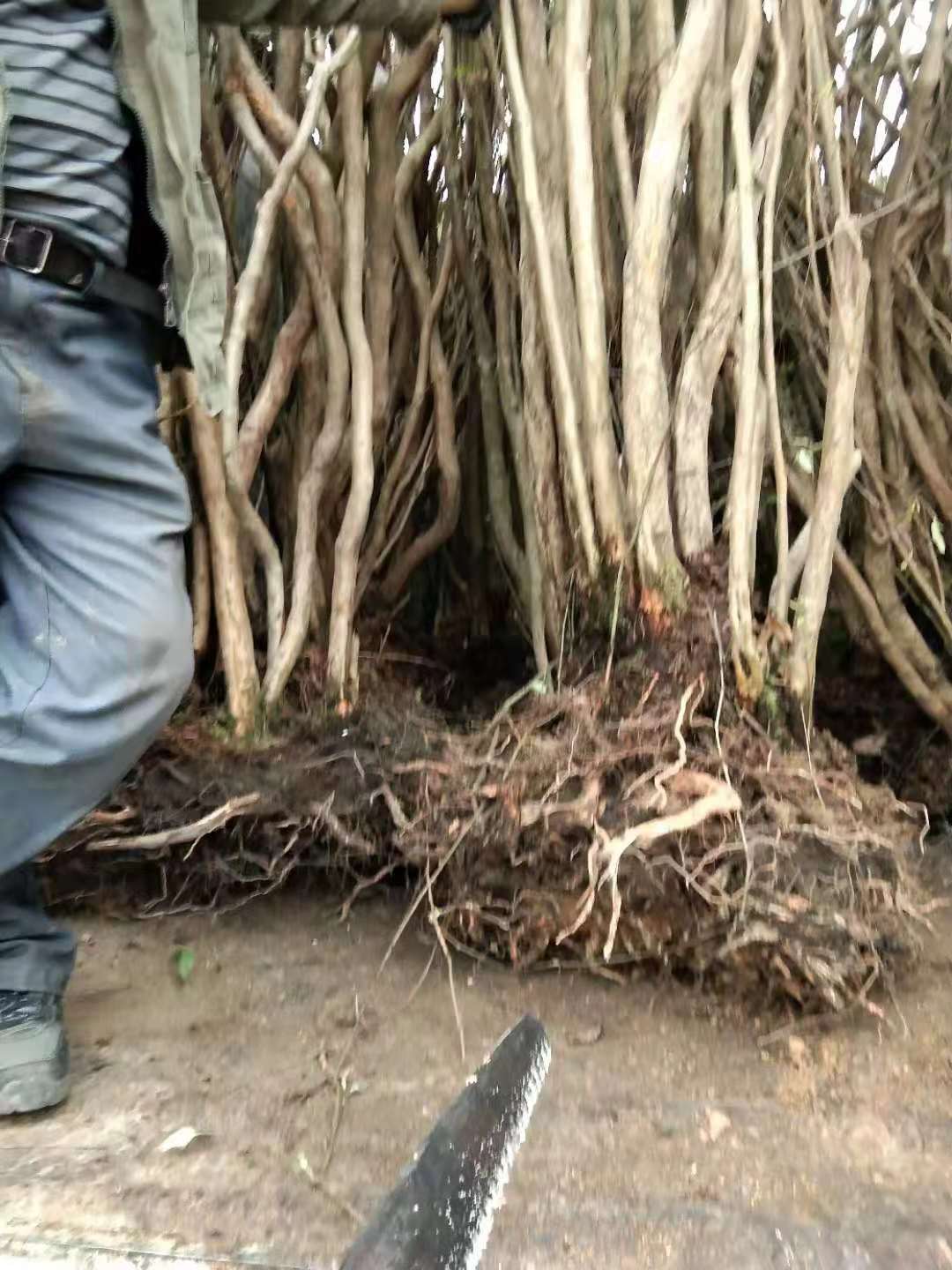 紅豆杉樹圖片/紅豆杉樹樣板圖 (2)