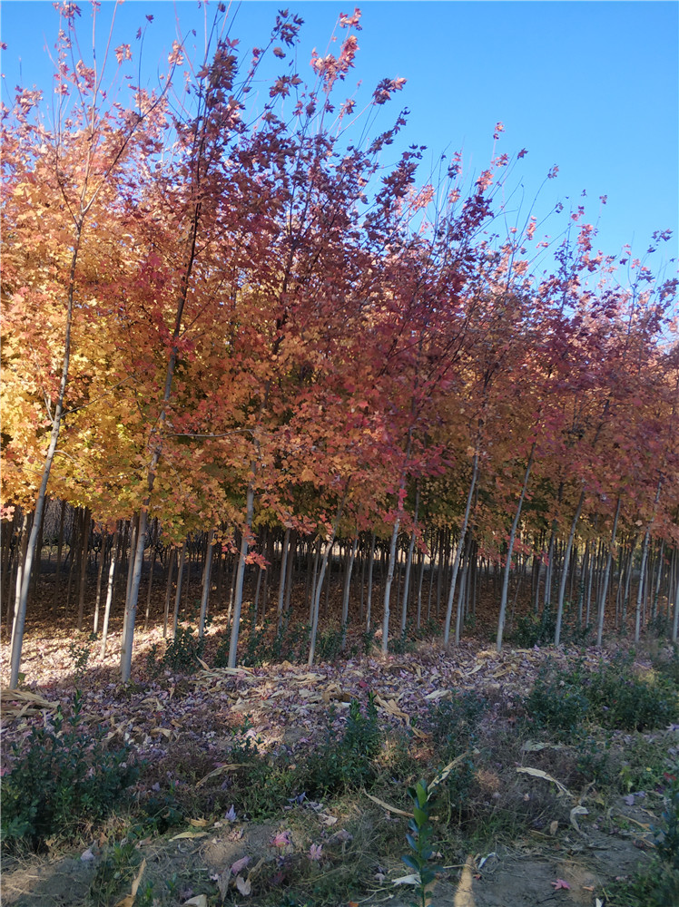 美國紅楓圖片/美國紅楓樣板圖 (2)