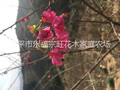 福建山櫻花圖片/福建山櫻花樣板圖 (4)