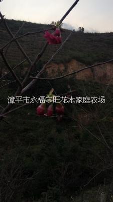 福建山櫻花圖片/福建山櫻花樣板圖 (3)