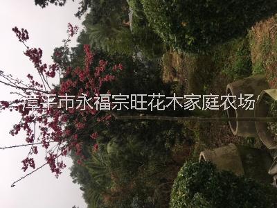 福建櫻花報(bào)價圖片/福建櫻花報(bào)價樣板圖 (4)