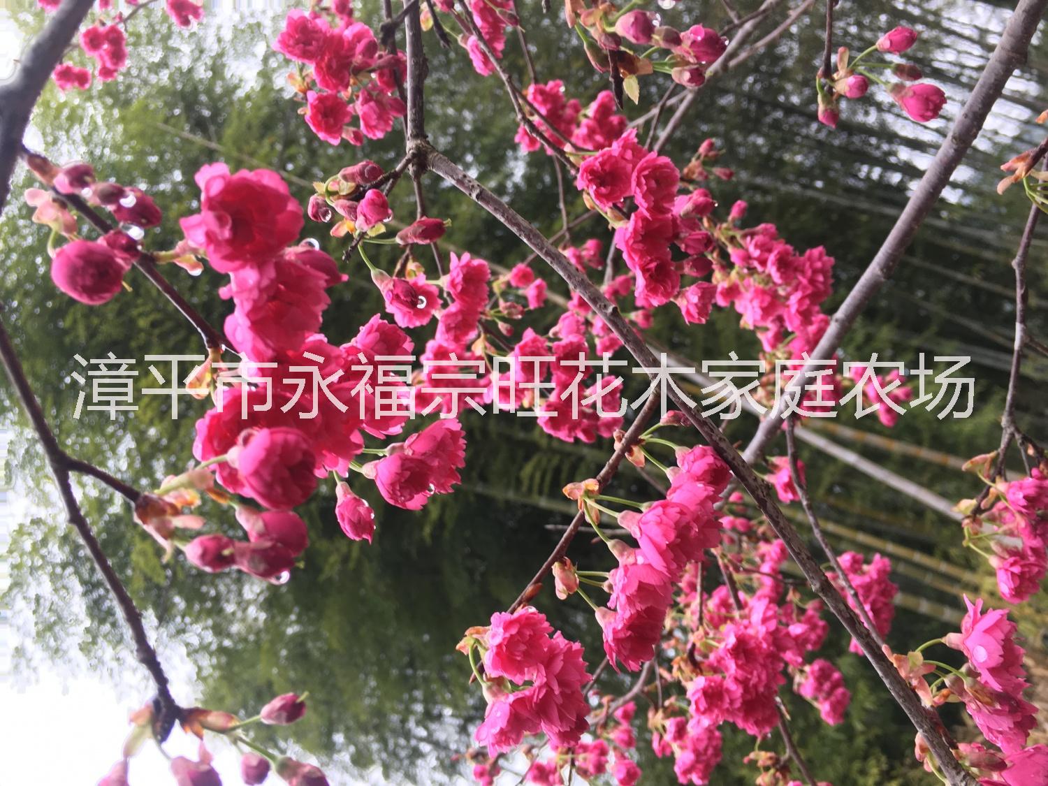 福建櫻花報(bào)價圖片/福建櫻花報(bào)價樣板圖 (2)