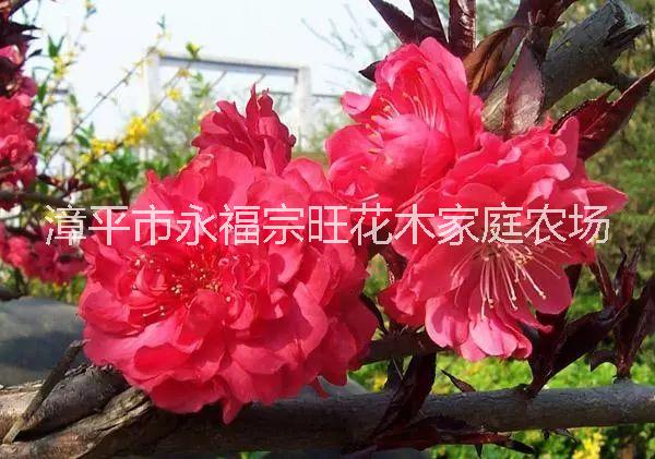 福建櫻花報(bào)價圖片/福建櫻花報(bào)價樣板圖 (1)