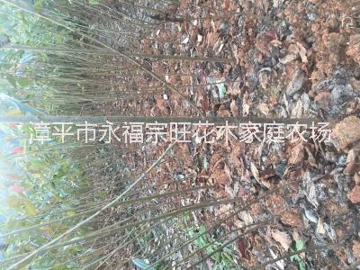 福建櫻花基地圖片/福建櫻花基地樣板圖 (4)