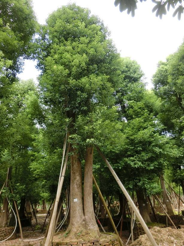 了解香樟树种植方法图片