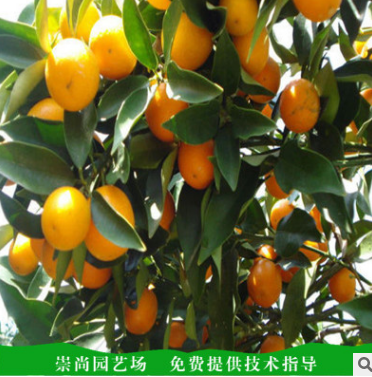 供應(yīng)枸橘苗 山東枸橘苗批發(fā) 山東枸橘苗報(bào)價(jià) 山東枸橘苗哪家好 山東枸橘苗直銷