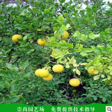 枸橘圖片/枸橘樣板圖 (3)