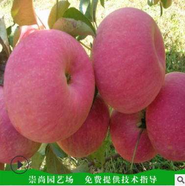 蘋(píng)果苗價(jià)格圖片/蘋(píng)果苗價(jià)格樣板圖 (1)