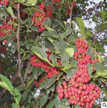 花椒苗批发  山东花椒苗批发 山东花椒苗供应 山东花椒苗哪家好 山东花椒苗供应图片