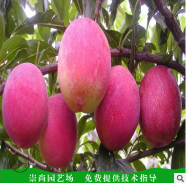 蘋果苗圖片/蘋果苗樣板圖 (4)
