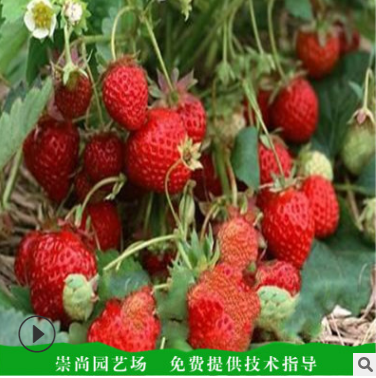 紅顏草莓苗批發(fā) 山東紅顏草莓苗 供應(yīng) 山東紅顏草莓苗批發(fā) 山東紅顏草莓苗哪家好 山東紅顏草莓苗直銷