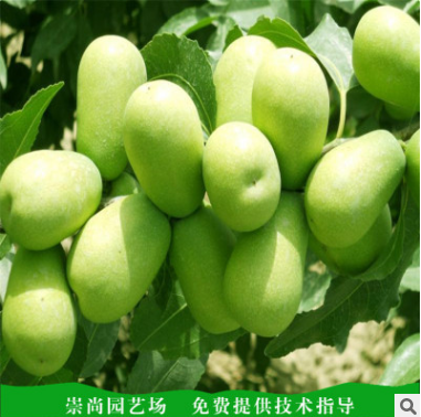 冬棗樹苗圖片/冬棗樹苗樣板圖 (2)