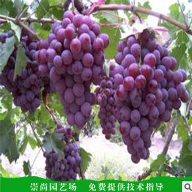 葡萄苗圖片/葡萄苗樣板圖 (2)