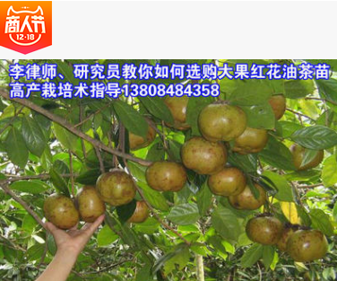 大果紅花油茶圖片/大果紅花油茶樣板圖 (4)