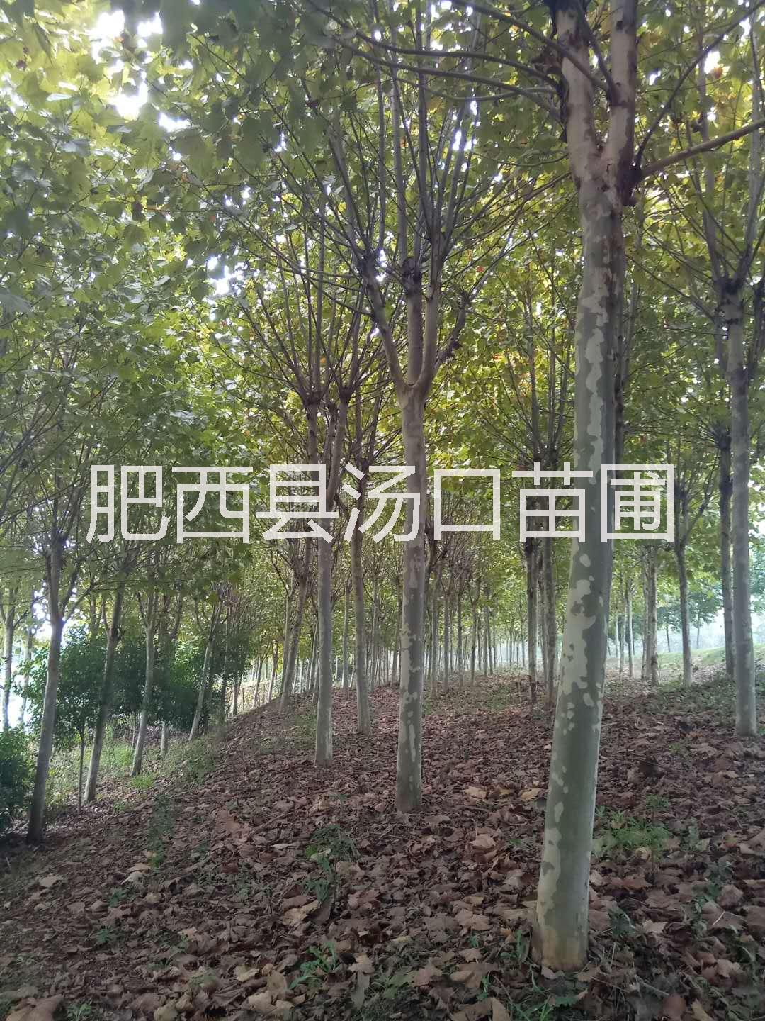 全冠10公分 12公分 15公分法桐價(jià)格