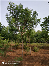 欒樹圖片/欒樹樣板圖 (4)